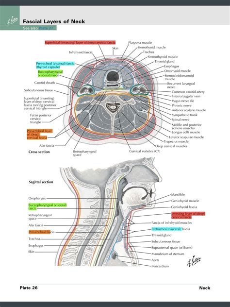 Deep Cervical Fascia of Neck Netter | Deep fascia, Nerve anatomy, Gross anatomy