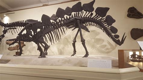 Stegosaurus skeleton by AIoiene on DeviantArt