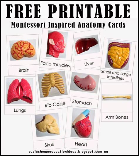 Free printable anatomy cards | Free human body, Human body unit study, Human body lesson