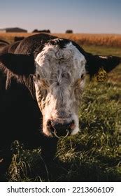 Simental Cattle Images: Browse 103 Stock Photos & Vectors Free Download with Trial | Shutterstock