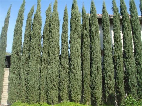 Pin on Italian Cypress Trees...