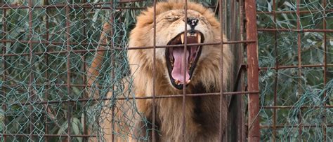 Lion Escapes Enclosure, Mauls 22-Year-Old Zoo Intern In North Carolina | The Daily Caller