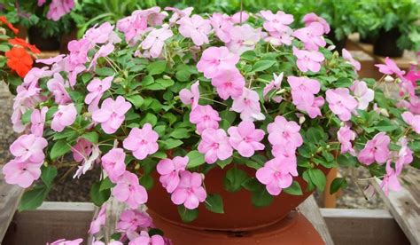 Impatiens Walleriana: Characteristics, Features, and Facts