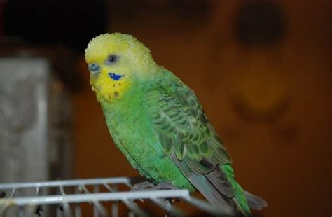 Parakeet Names – The 500 Most Popular Names for Parakeets