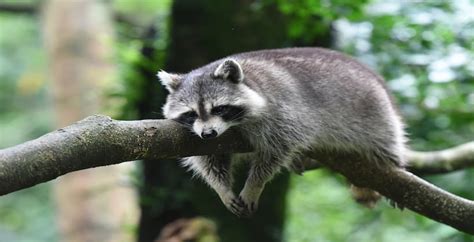 How Long Do Raccoons Sleep?