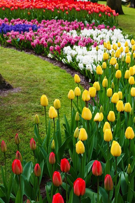 27 Gorgeous and Creative Flower Bed Ideas to Try in 2020 | Tulips garden, Flower bed designs ...