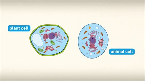 Plant Cells vs. Animal Cells, Explained | Britannica