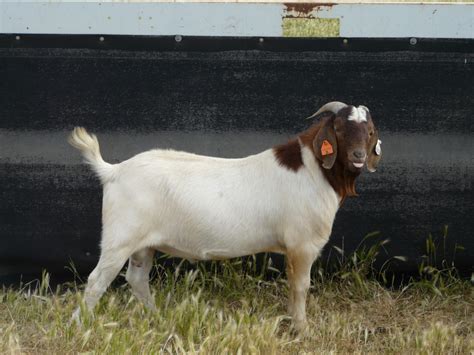 Australian Boer Goat – Cluny Livestock Exports Pty Ltd