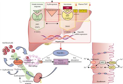 Vitamin C Iron Absorption Mechanism - Vitaminice