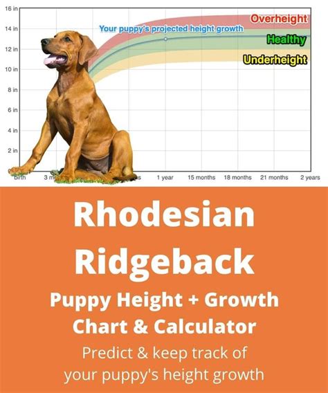 Rhodesian Ridgeback Growth Chart