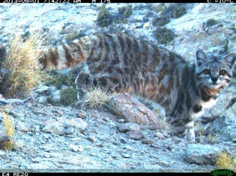 andean cat2 – International Society for Endangered Cats (ISEC) Canada