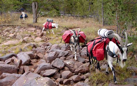 Good Goat! The Pack Animal You Likely Overlooked | GearJunkie