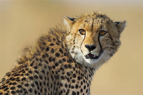 Back in the U.S.A.: Cheetah Cub Almost Fully Grown