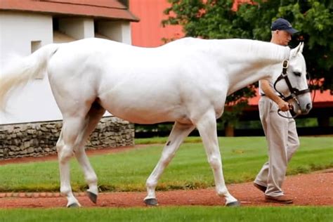 How 'America's most valuable stallion' makes $35 million a year