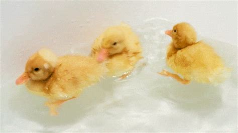 Duck GIFs - Get the best GIF on GIPHY