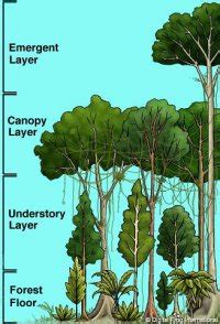 Rainforest Understory Adaptations | California State University Stanislaus