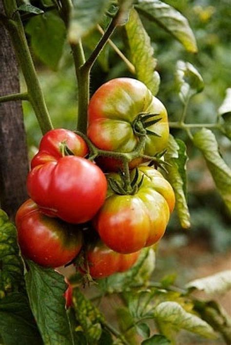 Organic Pink Brandywine Tomato Heirloom Vegetable Seeds | Brandywine ...