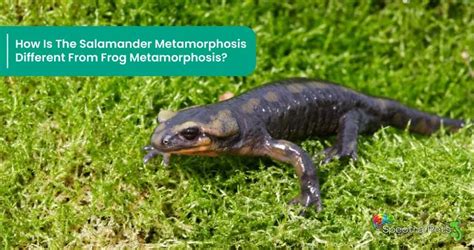 Do Salamanders Go Through Metamorphosis? Let’s Find Out