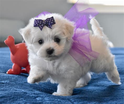 Teacup Puppies | Dallas-Fort Worth DFW Texas | TexasTeaCupPuppy