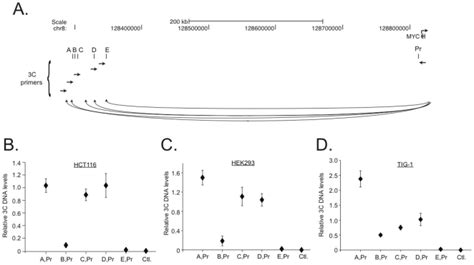 (A) Diagram of regions interrogated for chromatin looping using ...