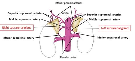 Suprarenal Glands - gross features, relations, arterial supply & venous ...