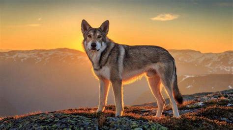 landscape, Sunset, Animals, Mountain, Wolf Wallpapers HD / Desktop and Mobile Backgrounds