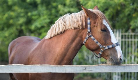 The Hanoverian Horse Breed Profile - Helpful Horse Hints