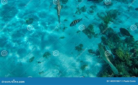 Snorkeling in the Cayman Islands Stock Image - Image of alive, island ...