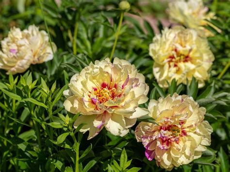 What Are Itoh Peonies: Itoh Peony Information And Care In Gardens ...