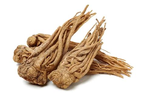 Angelica Root Essential Oil: A Guide to Benefits, Uses and Sides ...