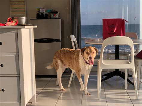 Top 5 Lodging Pet Amenities That Score Big With Pet Travelers | TripsWithPets.com