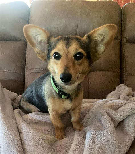 Dog for Adoption - Freya *LOCAL*, a Corgi in Head Of Westport, MA ...