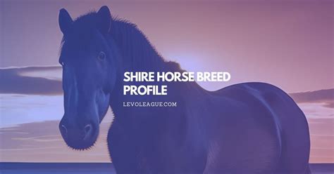 Shire Horse Breed: Facts, Temperament, Lifespan, and Care