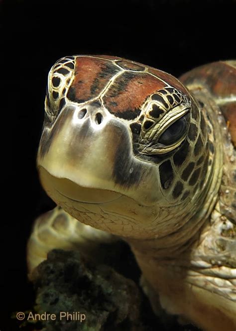 Underwater Photographer Andre Philip's Gallery | Turtle, Baby sea ...