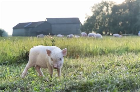 Miniature pig in farm stock photo. Image of cute, mini - 309383220