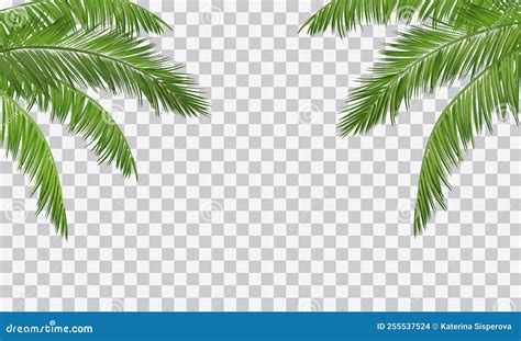 Vector Realistic Palm Leaves Border Isolated On Transparent Background ...