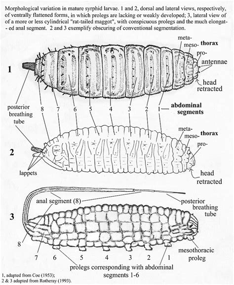 Insects of Britain and Ireland: Syrphidae - general morphology, larvae