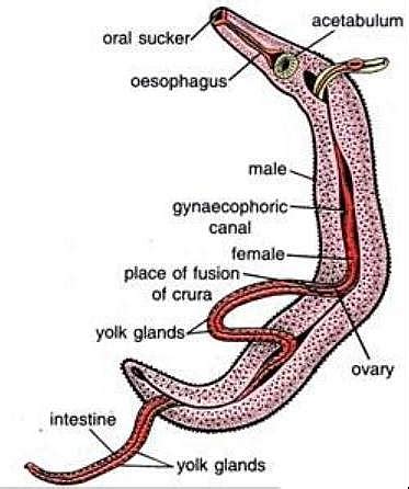 Schistosoma Haematobium Life cycle, Egg, Morphology, Symptoms and Treatment - Jotscroll