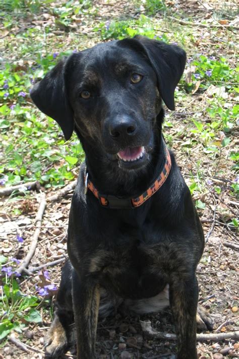 Scout - Available for Adoption through Brookline Labrador Retriever Rescue #labrador Lab Rescue ...