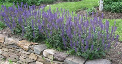 Favorite drought-tolerant perennials - Salvia and Lamb's Ears - Homestead Gardens, Inc ...