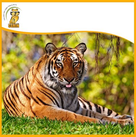 The roar of a Bengal tiger can carry for over 2km at night. | Млекопитающие