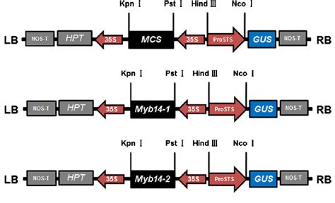 Vector construction for Arabidopsis transformation. Schematic... | Download Scientific Diagram