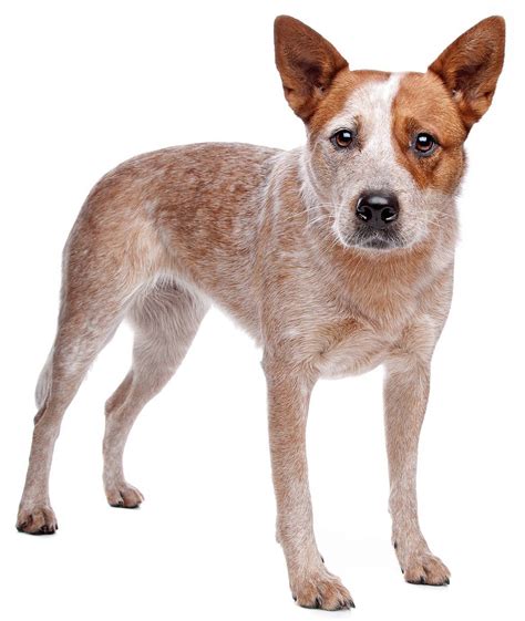 Australian Cattle Dog - Dog Breed Guide