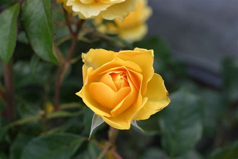 Free picture: yellow, rose, flower