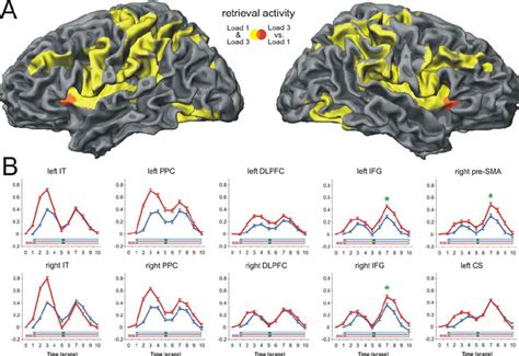 fMRI activation maps on a surface representation of a template brain. A ...