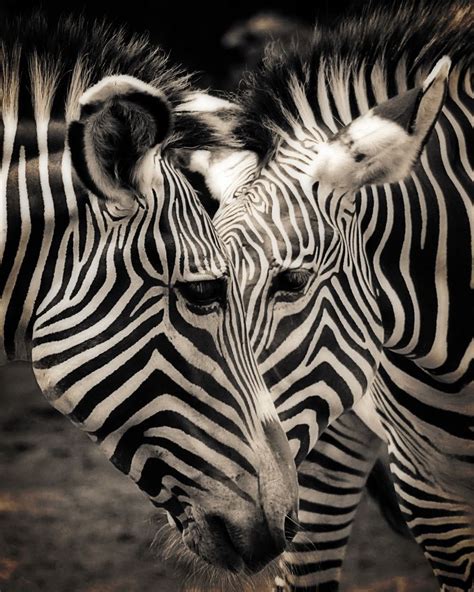 Optical Illusion - #zebras #stripes #black and white #blackandwhite # ...