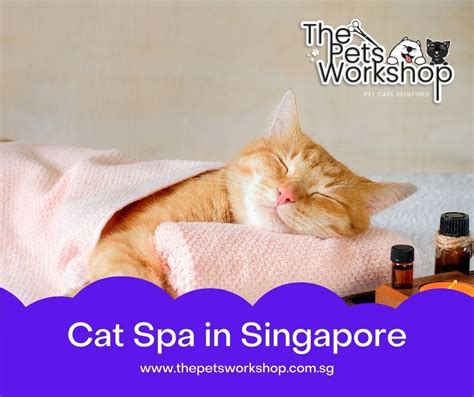 Who is the Cat Spa Service Provider in Singapore? - Thepetsworkshop ...