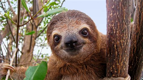 International Sloth Day: Six Cosy Facts About the Laid-back Creatures From a Zookeeper - Newsweek