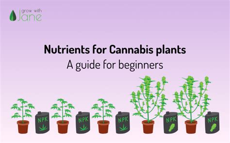 Nutrients for Cannabis plants - Grow with Jane