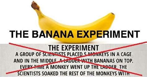 The Outcome of “The Banana Experiment” is unique and through provoking! - NeoPress